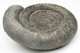 Ammonite (Dactylioceras) Fossil - England #211624-1